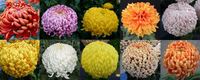 Late Intermediate Collection - 1 of each variety (10 plants)